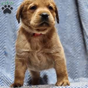Molly, Yellow Labrador Retriever Puppy