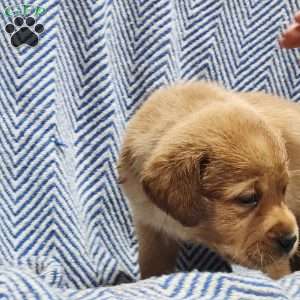 Molly, Yellow Labrador Retriever Puppy