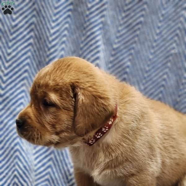 Molly, Yellow Labrador Retriever Puppy