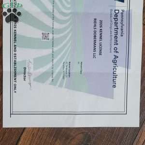 MARIKA, Doberman Pinscher Puppy