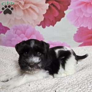 Coral, Miniature Schnauzer Puppy