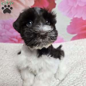 Coral, Miniature Schnauzer Puppy
