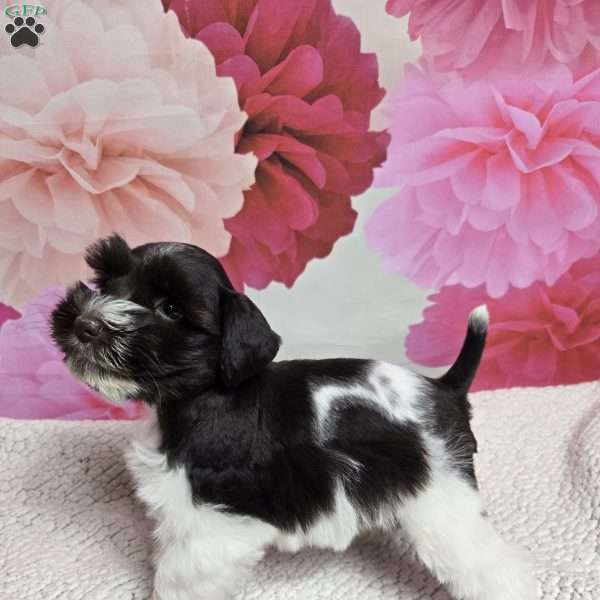 Coral, Miniature Schnauzer Puppy