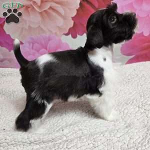 Coral, Miniature Schnauzer Puppy