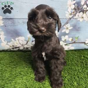 Marlin, Miniature Schnauzer Puppy