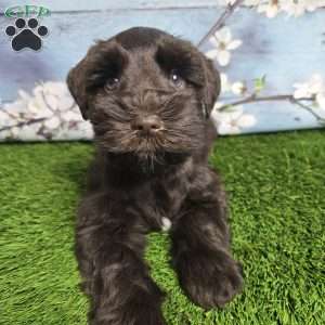 Marlin, Miniature Schnauzer Puppy