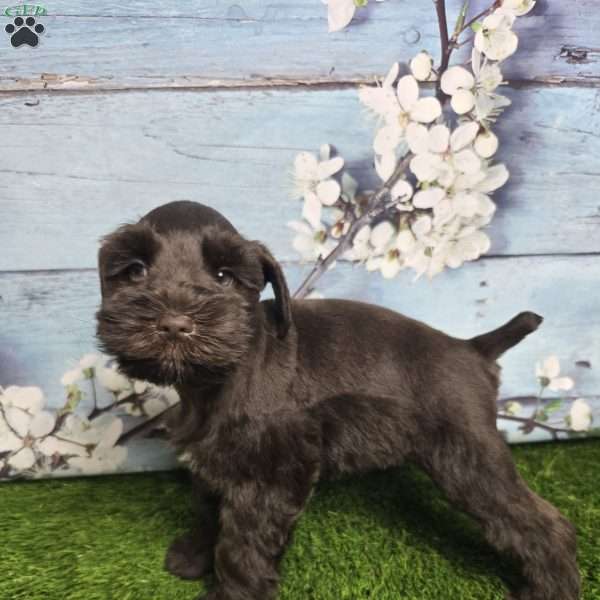 Marlin, Miniature Schnauzer Puppy