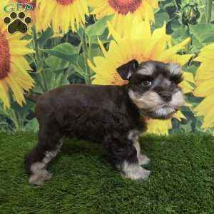 Flo, Miniature Schnauzer Puppy