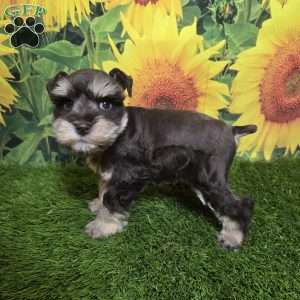 Flo, Miniature Schnauzer Puppy