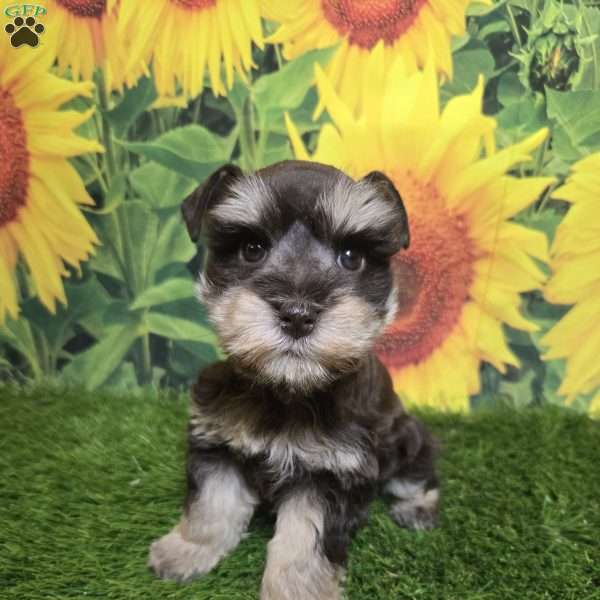 Flo, Miniature Schnauzer Puppy