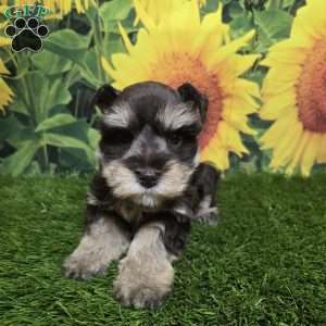 Flo, Miniature Schnauzer Puppy