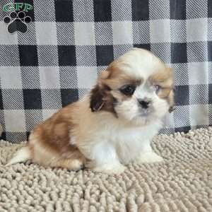 Samuel, Shih Tzu Puppy