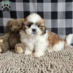 Samuel, Shih Tzu Puppy
