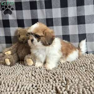 Samuel, Shih Tzu Puppy