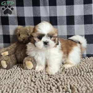 Samuel, Shih Tzu Puppy