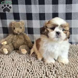 Samuel, Shih Tzu Puppy