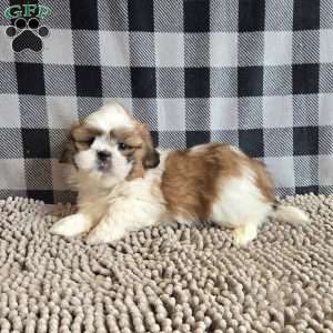 Samuel, Shih Tzu Puppy