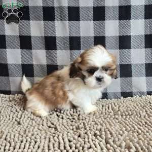 Samuel, Shih Tzu Puppy