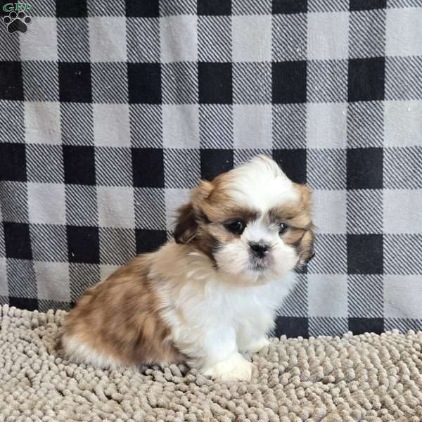 Samuel, Shih Tzu Puppy