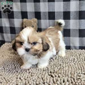 Simon, Shih Tzu Puppy
