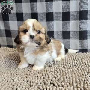 Simon, Shih Tzu Puppy