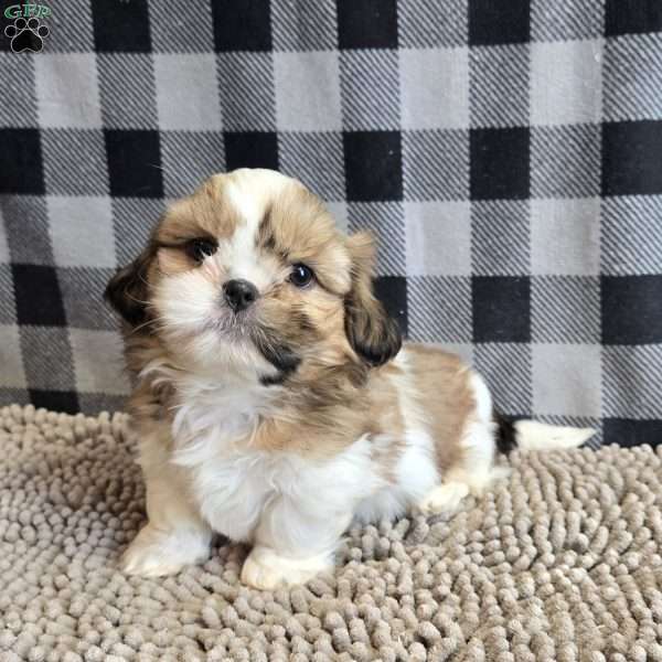Simon, Shih Tzu Puppy