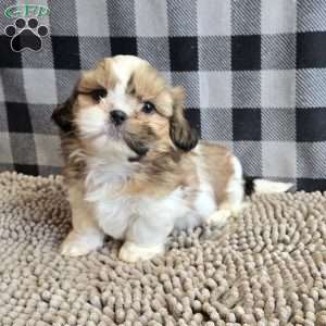 Simon, Shih Tzu Puppy