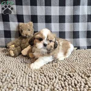 Simon, Shih Tzu Puppy