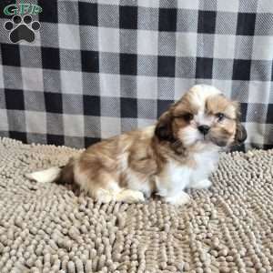 Simon, Shih Tzu Puppy