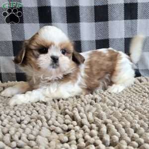 Sandra, Shih Tzu Puppy