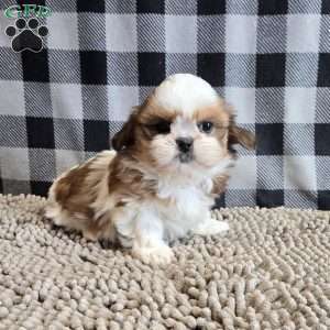 Sandra, Shih Tzu Puppy