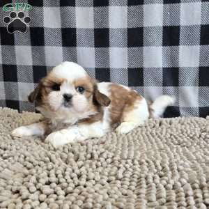 Sandra, Shih Tzu Puppy