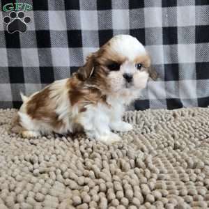 Sandra, Shih Tzu Puppy