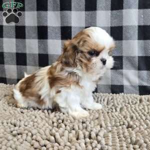 Sandra, Shih Tzu Puppy