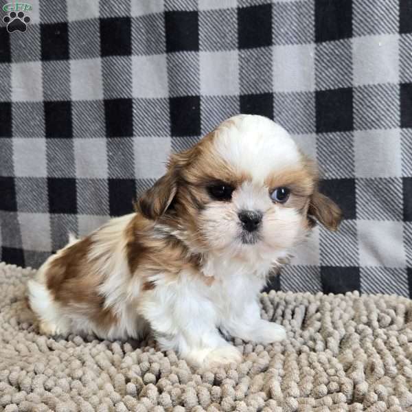 Sandra, Shih Tzu Puppy