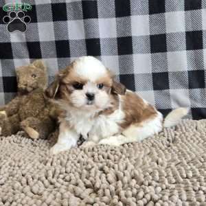 Sandra, Shih Tzu Puppy