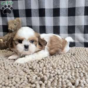 Sandra, Shih Tzu Puppy