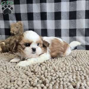 Sandra, Shih Tzu Puppy