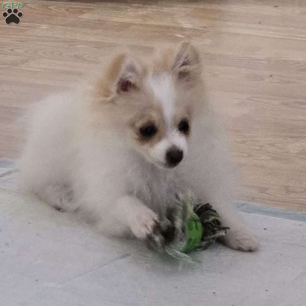 Vicky, Pomeranian Puppy