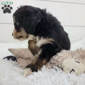 Briana, Bernedoodle Puppy