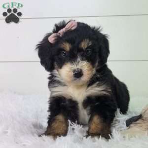 Briana, Bernedoodle Puppy