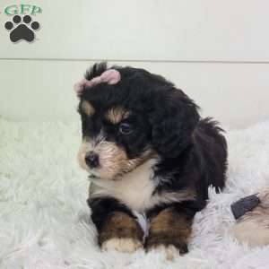 Briana, Bernedoodle Puppy