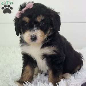 Briana, Bernedoodle Puppy