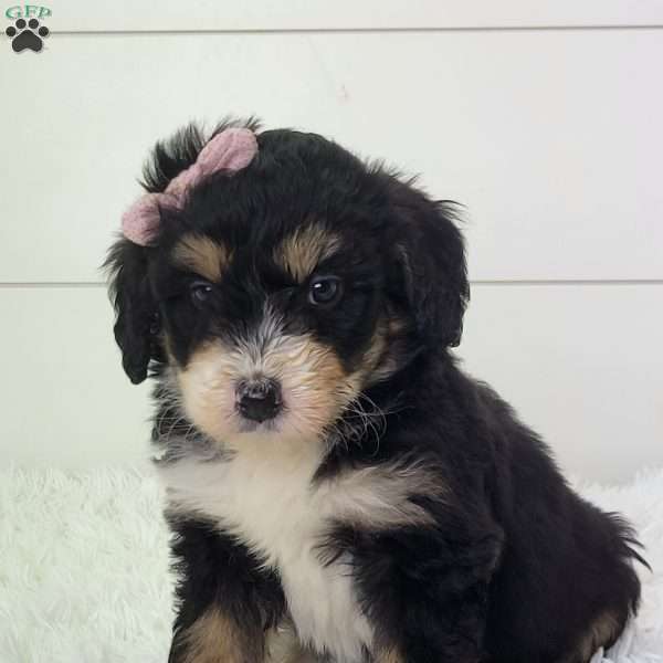 Briana, Bernedoodle Puppy