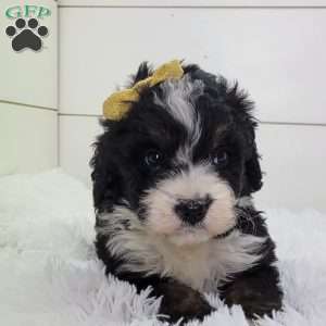 Britt, Bernedoodle Puppy