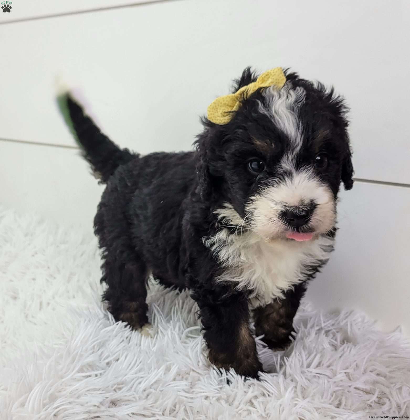 Britt/Bernedoodle									Puppy/Female	/8 Weeks,Britt is a sweet little girl looking for a summer playmate.She is very energetic and the funny one in the litter! Is up to date on all vaccinations and wormer .Parents have both been health tested and are clear Please feel free to call or text for more info.