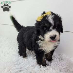 Britt, Bernedoodle Puppy