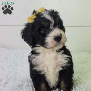 Britt, Bernedoodle Puppy