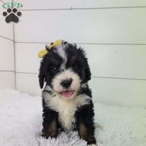 Britt, Bernedoodle Puppy