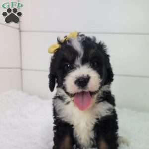 Britt/Bernedoodle									Puppy/Female	/8 Weeks,Britt is a sweet little girl looking for a summer playmate.She is very energetic and the funny one in the litter! Is up to date on all vaccinations and wormer .Parents have both been health tested and are clear Please feel free to call or text for more info.